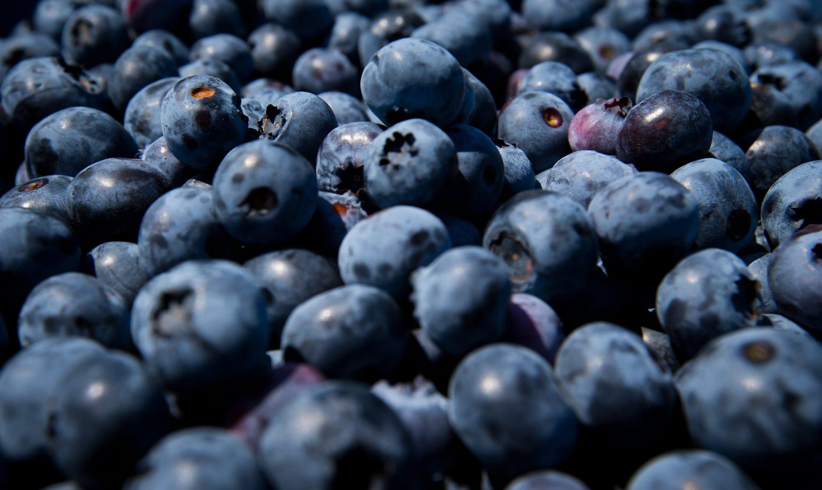 FDA Issues Highest Risk Warning for Recalled Berry Products Due to E. coli Contamination