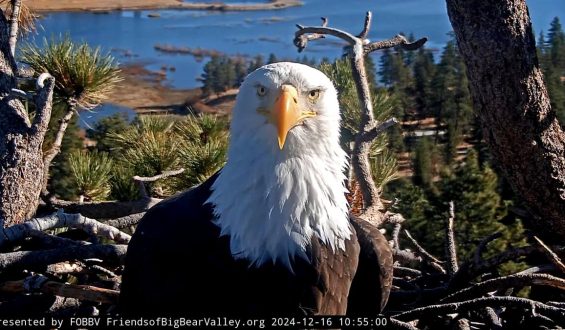 The Struggle of Jackie the Bald Eagle
