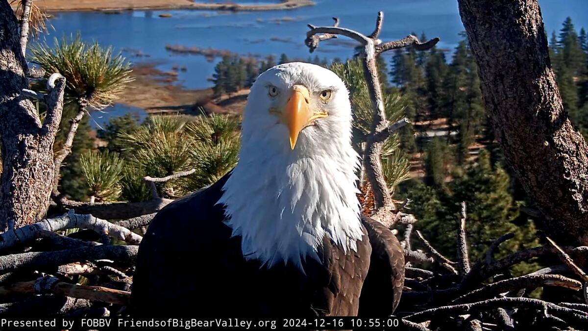 The Struggle of Jackie the Bald Eagle
