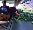 Geographic Challenges in America’s Broccoli Supply Chain