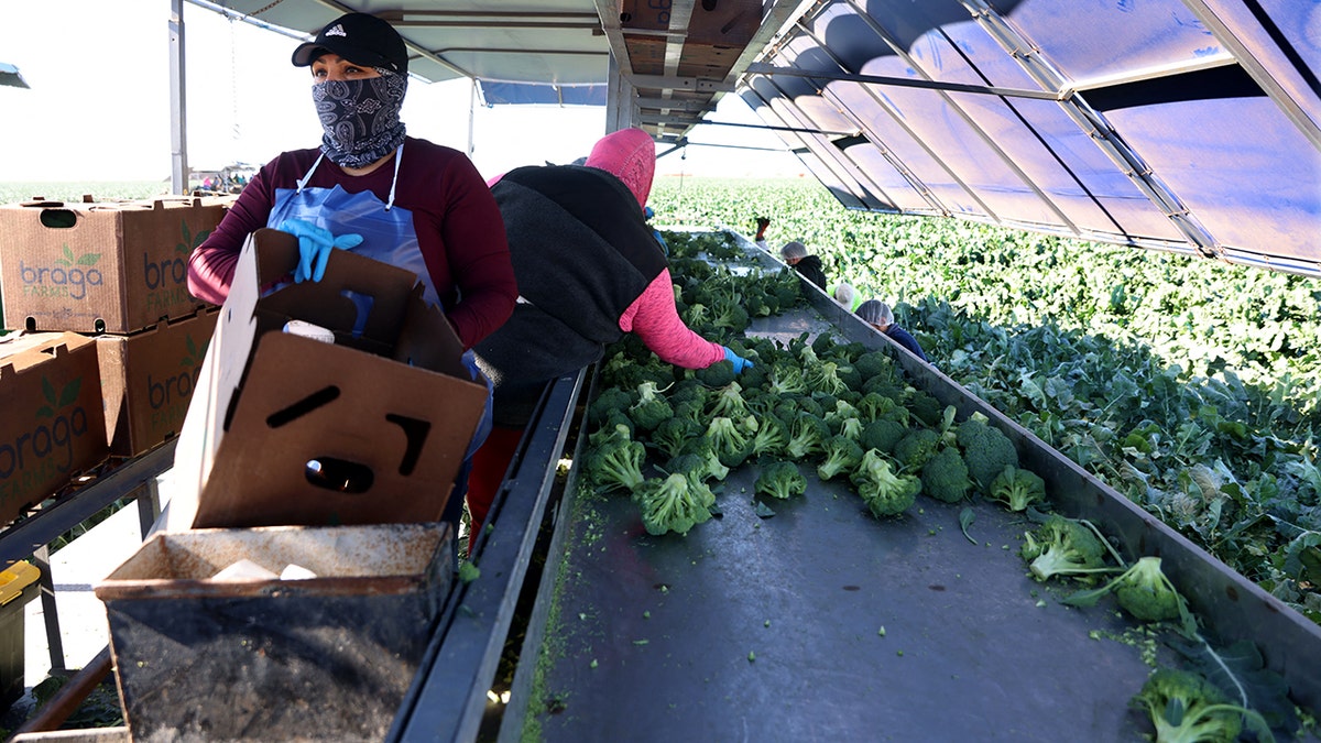 Geographic Challenges in America’s Broccoli Supply Chain