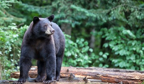 Cornell University Bans Processing of Wild Game on Campus