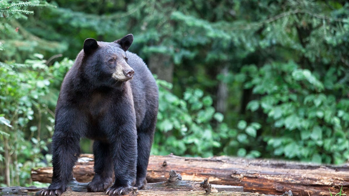Cornell University Bans Processing of Wild Game on Campus