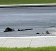 Controversial Renovations at the Lincoln Memorial Reflecting Pool Face Ongoing Challenges
