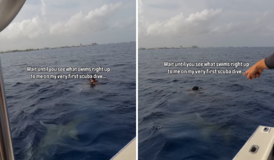 Unexpected Encounter with Hammerhead Sharks During Family Dive in the Cayman Islands