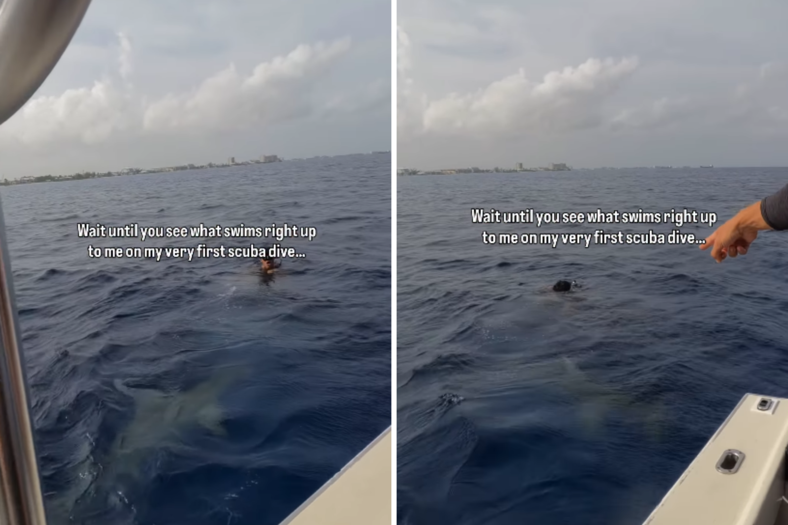 Unexpected Encounter with Hammerhead Sharks During Family Dive in the Cayman Islands