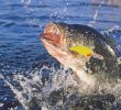 Fly Fishing Offers Healing for Veterans