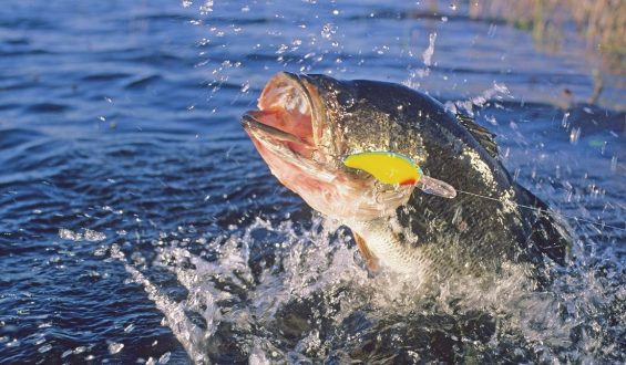 Fly Fishing Offers Healing for Veterans