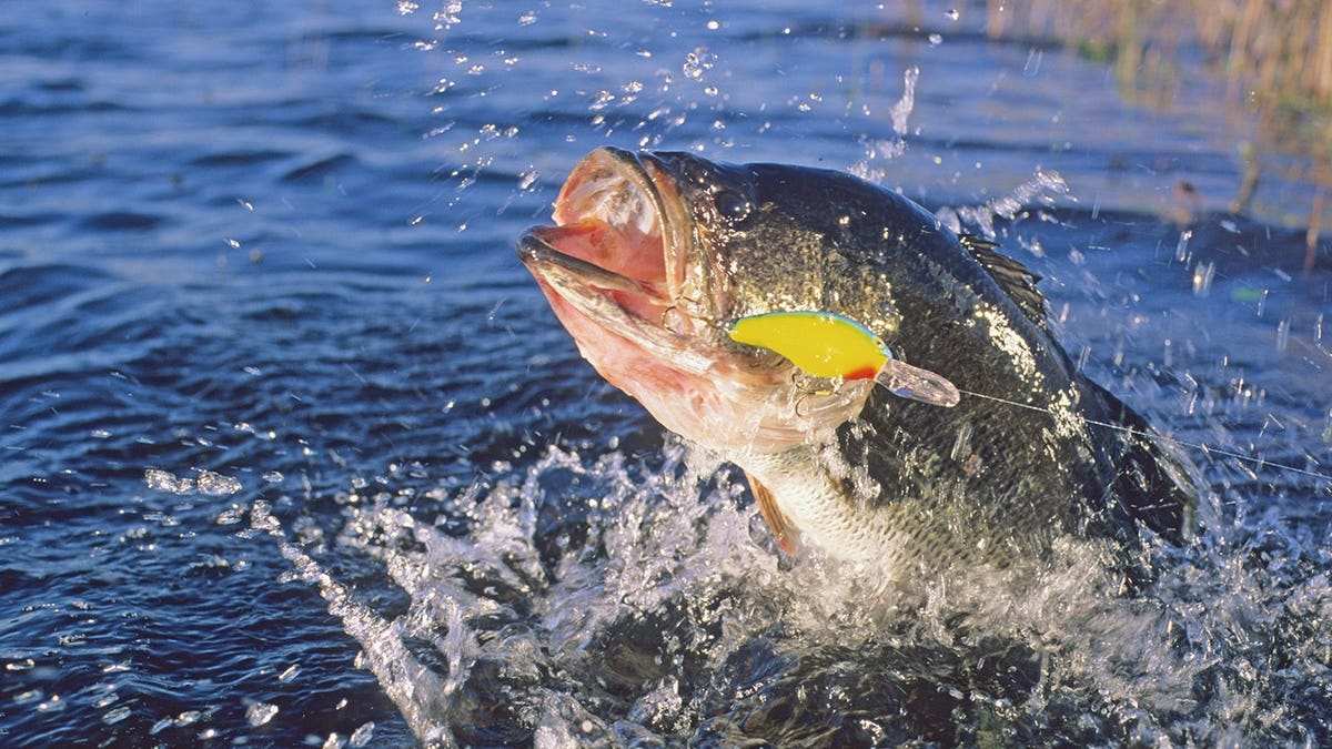 Fly Fishing Offers Healing for Veterans
