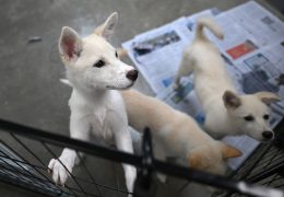 North Koreans Advised to Eat Dog Meat Soup Amid Heat Wave