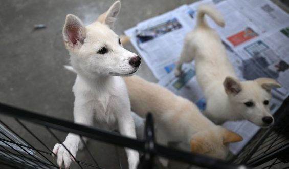 North Koreans Advised to Eat Dog Meat Soup Amid Heat Wave
