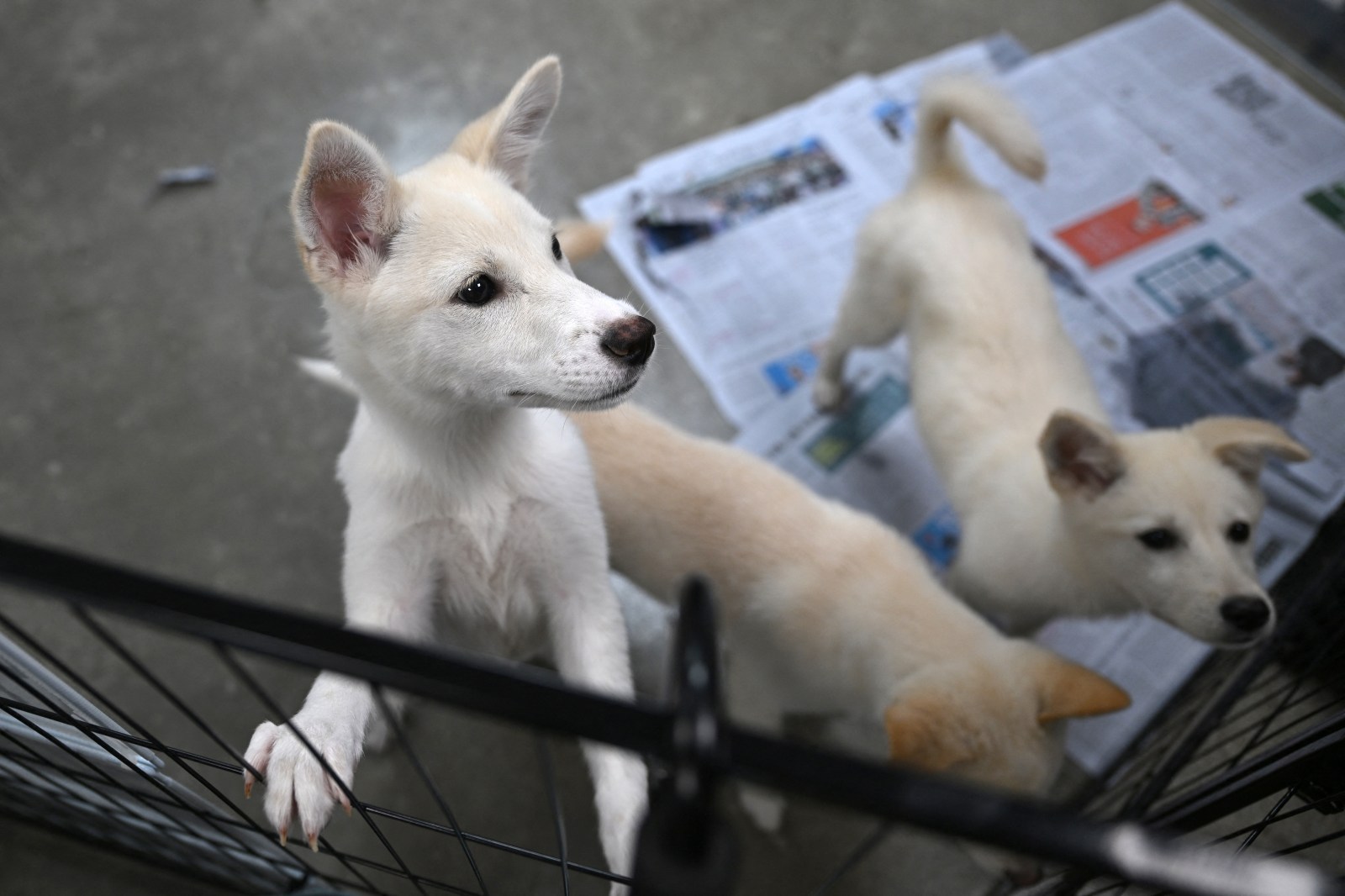 North Koreans Advised to Eat Dog Meat Soup Amid Heat Wave
