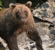 Runner Hospitalized After Bear Attack in Anchorage