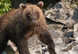 Runner Hospitalized After Bear Attack in Anchorage