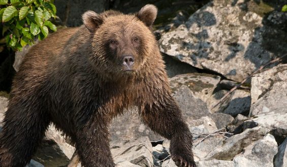 Runner Hospitalized After Bear Attack in Anchorage