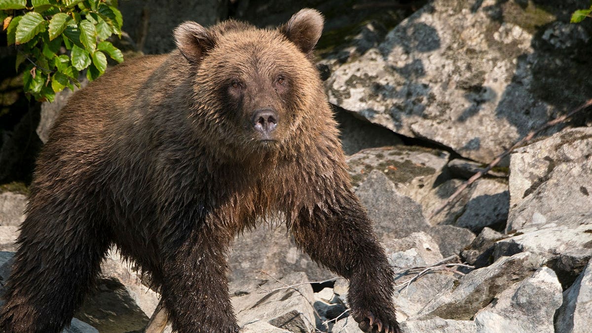 Runner Hospitalized After Bear Attack in Anchorage