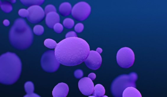 Rise of the Drug-Resistant Fungus Candida Auris Across U.S. States