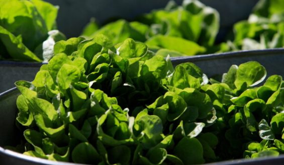 Parasitic Illness Cases Linked to Iceberg Lettuce in Multiple States