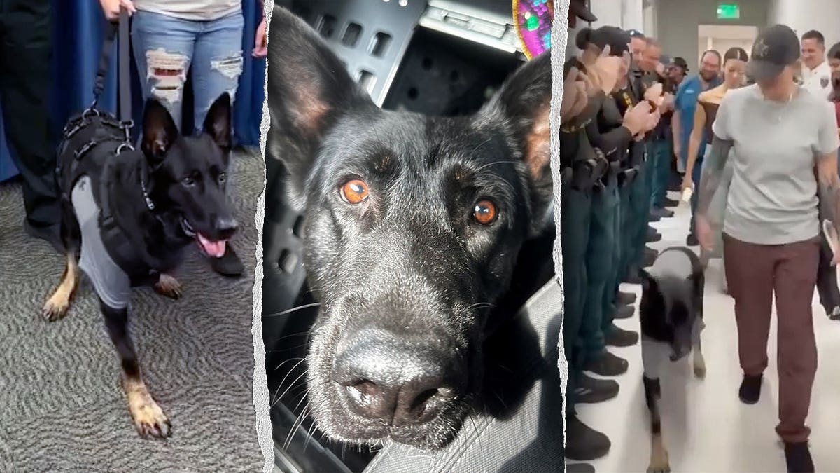 Recovering K-9 Ace Honored for Bravery and Dedication