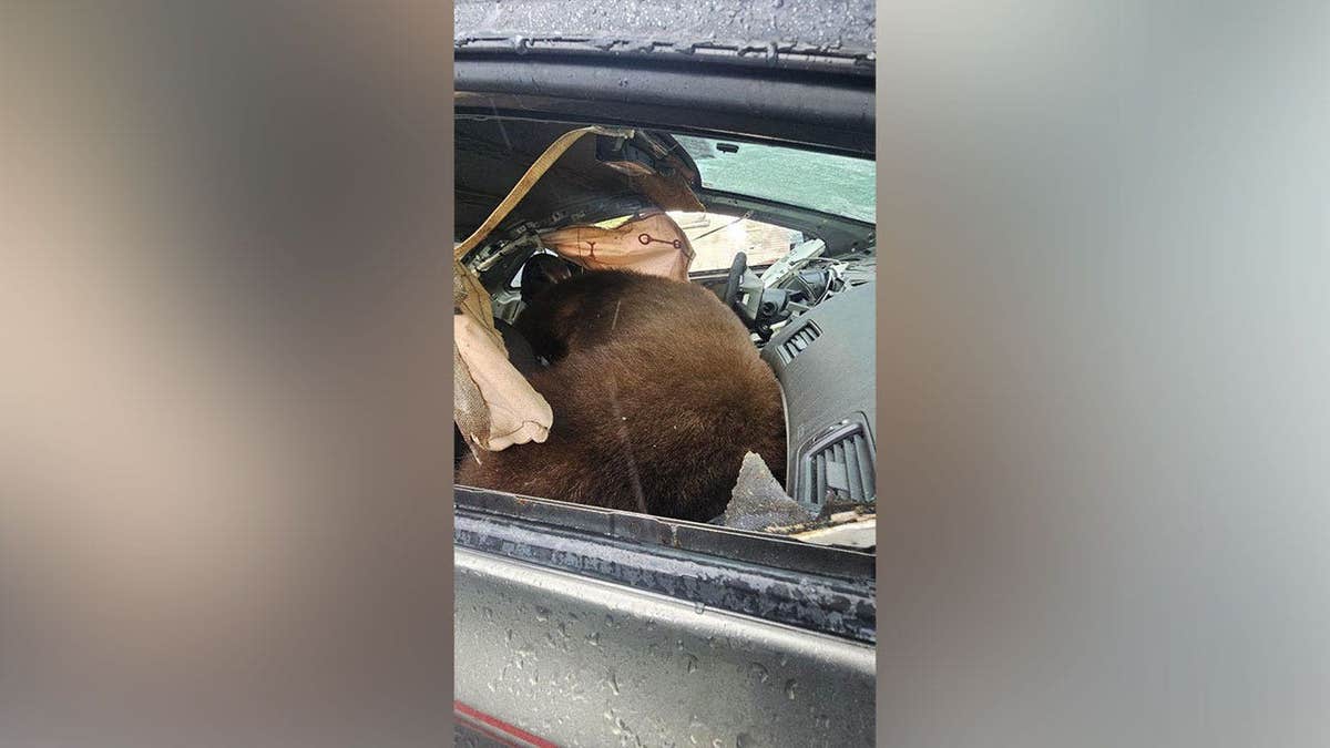 Increase in Bear Encounters in Colorado Leads to Vehicle Damage