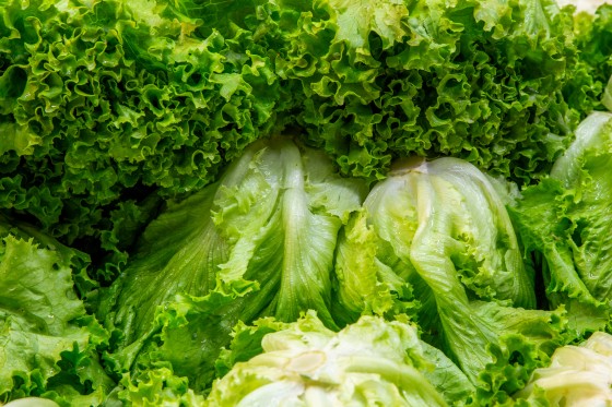 Lettuce Prices Drop Amid Cyclosporiasis Outbreak Impact