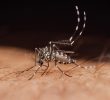 West Nile Virus Reports and Prevention Strategies