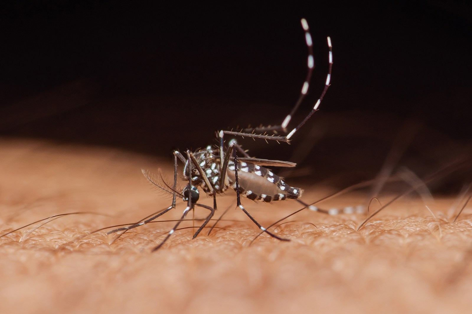 West Nile Virus Reports and Prevention Strategies