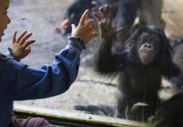 Upcoming Zoo Ticket Price Increase Sparks Controversy