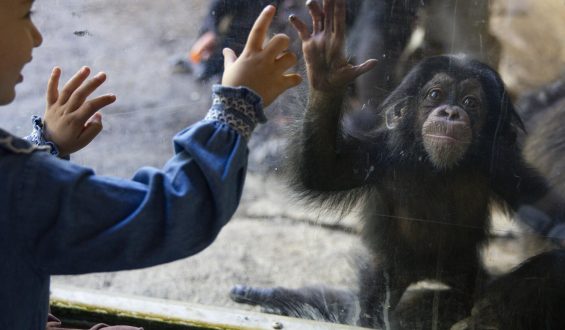 Upcoming Zoo Ticket Price Increase Sparks Controversy