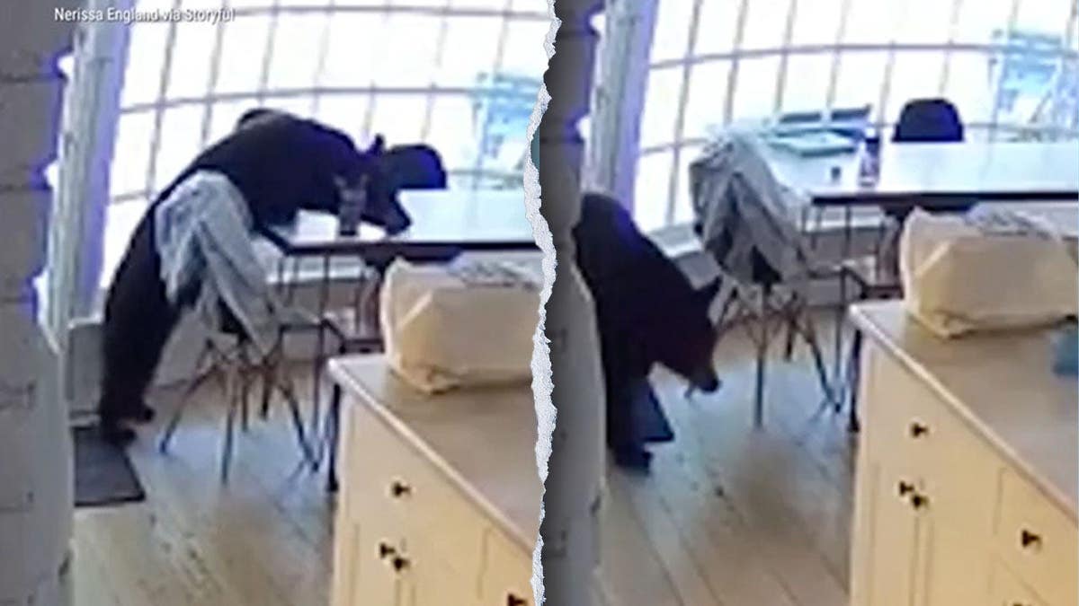 Bear Visits Colorado Home for Breakfast