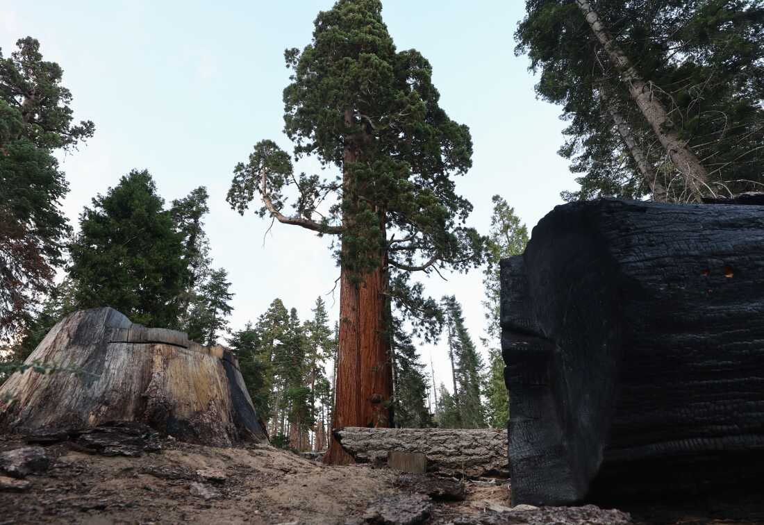 Trump Administration Seeks to End ‘Roadless Rule’ for Public Forests