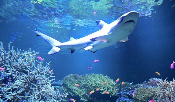 Blacktip Sharks Extend Range Northward Due to Warming Seas