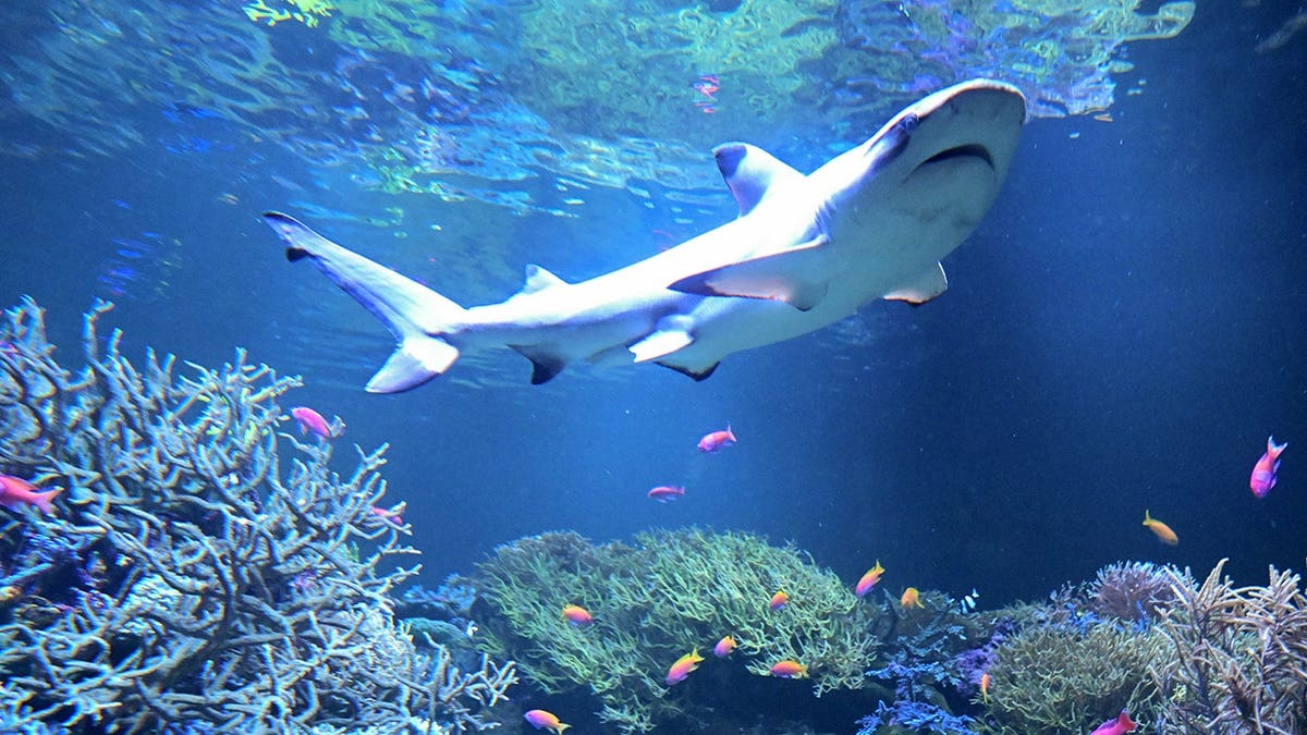 Blacktip Sharks Extend Range Northward Due to Warming Seas