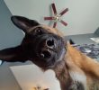 Understanding Your Dog’s Curiosity