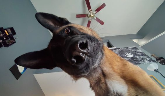 Understanding Your Dog’s Curiosity