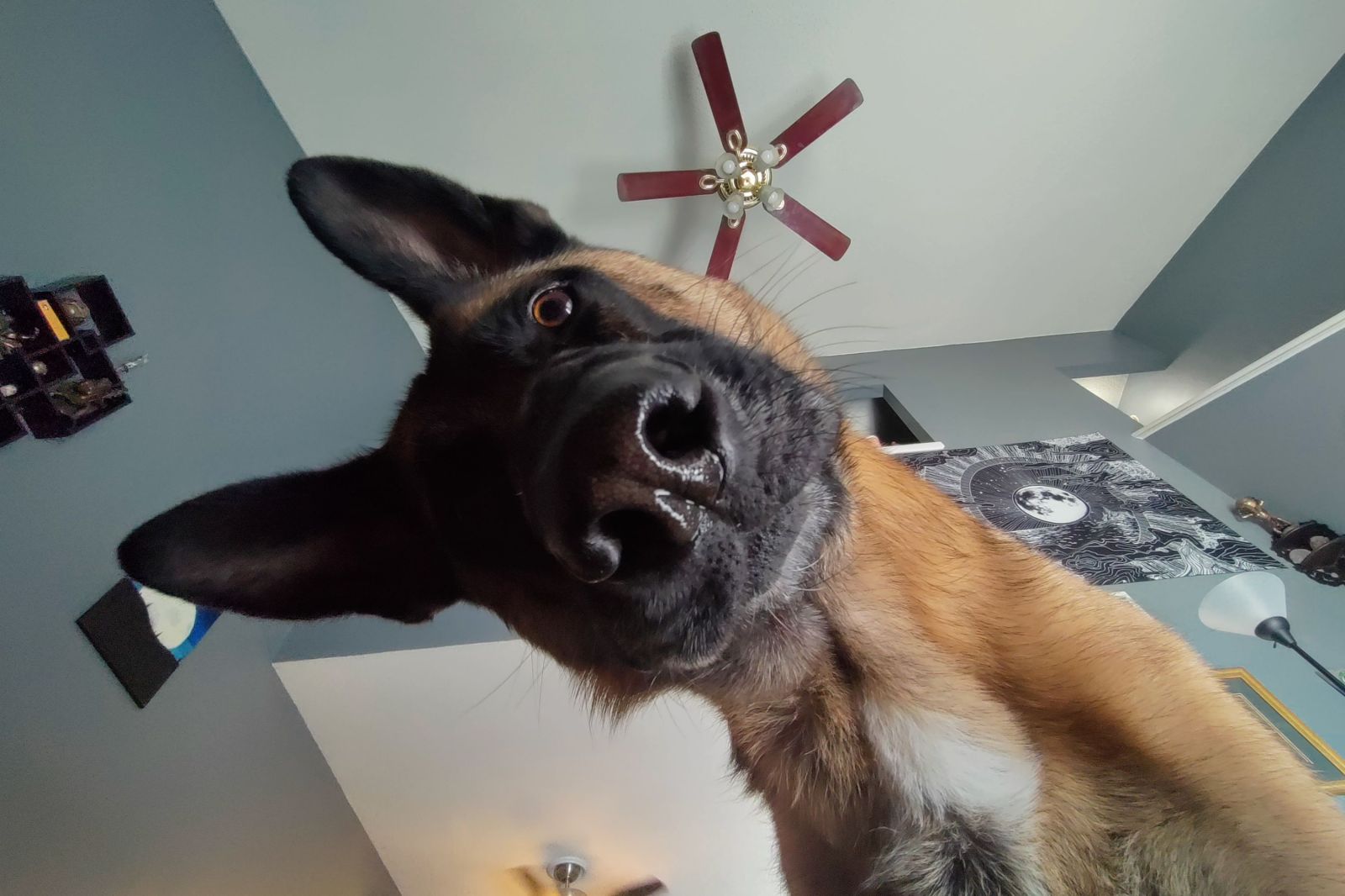 Understanding Your Dog’s Curiosity
