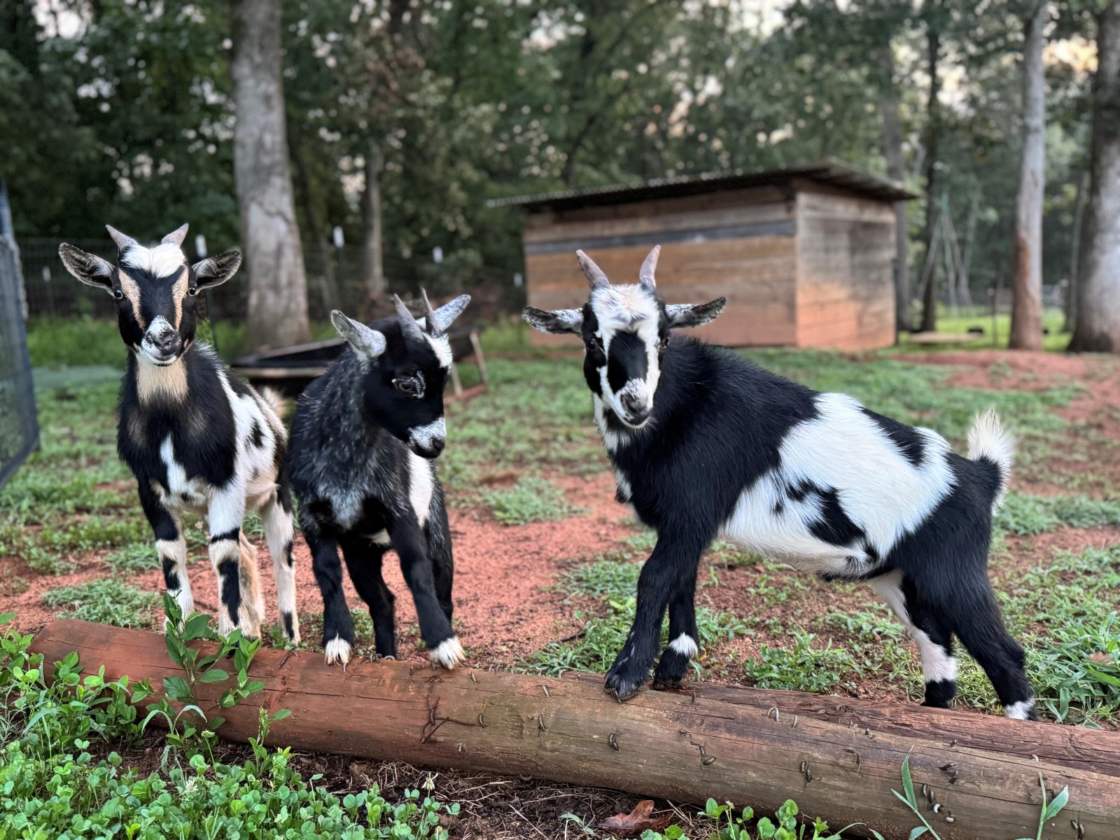 Rabies Outbreak at North Carolina Petting Zoo Sparks Health Warning