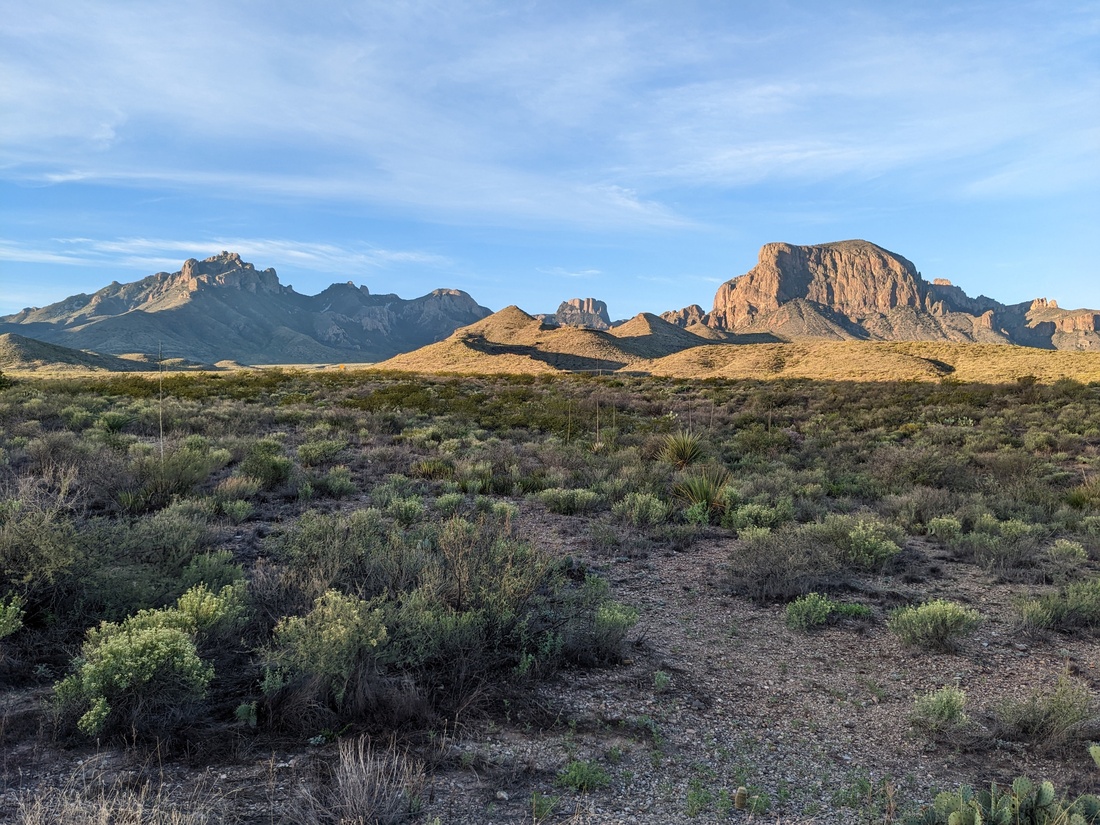 The Efforts to Save Guadalupe Fescue