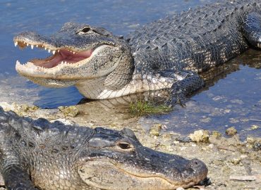 Florida Woman Loses Arm in Alligator Attack