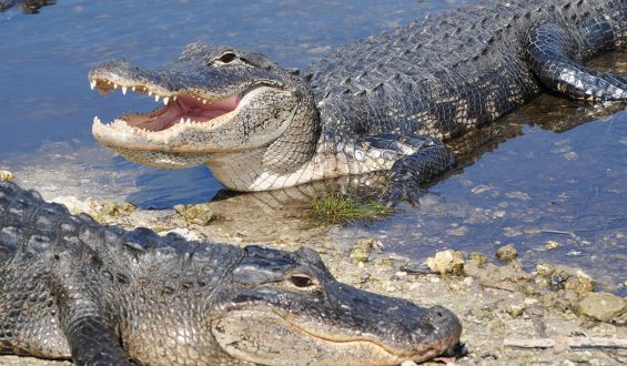 Florida Woman Loses Arm in Alligator Attack