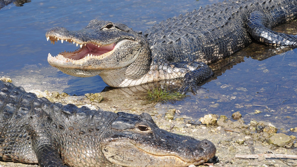 Florida Woman Loses Arm in Alligator Attack