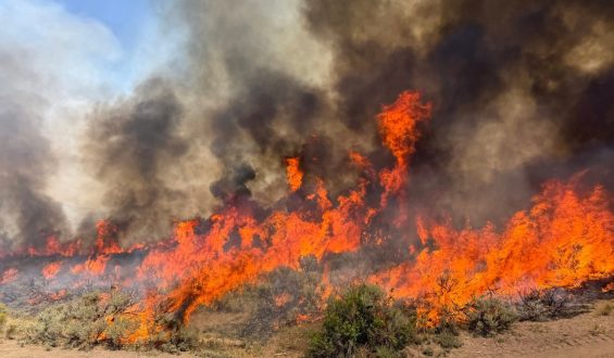 Utah’s Largest Wildfire of the Year: Widemouth 2 Fire
