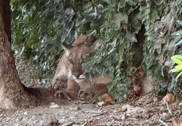 Mountain Lion Sighting in San Dimas Sparks Street Closure
