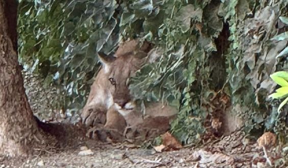 Mountain Lion Sighting in San Dimas Sparks Street Closure