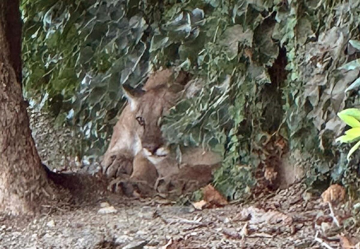 Mountain Lion Sighting in San Dimas Sparks Street Closure