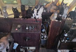 Washington Sailboat Holds 60 Cats and Kittens: Abandoned Vessel Rescue