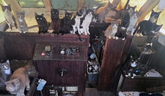 Washington Sailboat Holds 60 Cats and Kittens: Abandoned Vessel Rescue