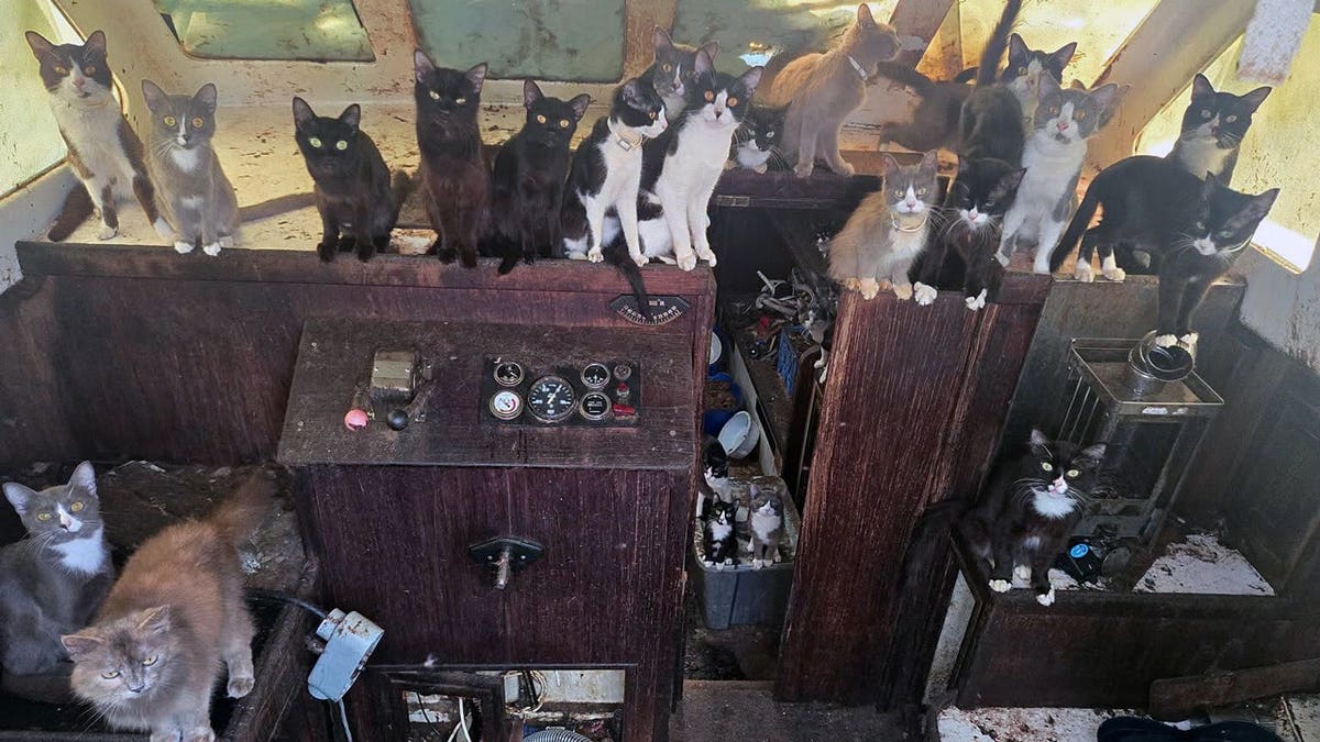 Washington Sailboat Holds 60 Cats and Kittens: Abandoned Vessel Rescue