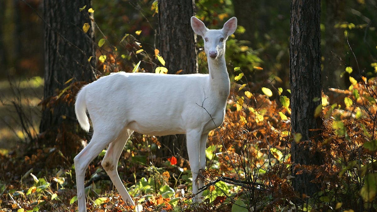 Wild Viral Videos and Rare Albino Deer Sightings