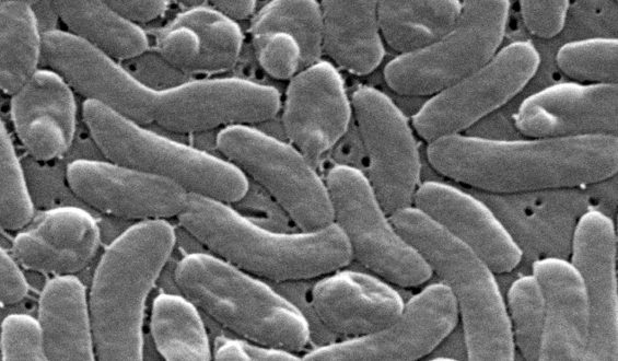 Rising Cases of Vibrio Vulnificus Infections in the U.S.